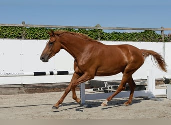 KWPN, Stute, 3 Jahre, 168 cm, Fuchs