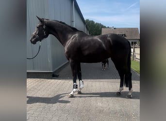 KWPN, Stute, 3 Jahre, 168 cm, Rappe