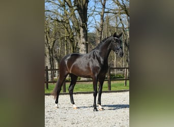 KWPN, Stute, 3 Jahre, 168 cm, Rappe