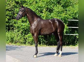 KWPN, Stute, 3 Jahre, 168 cm, Rappe