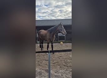 KWPN, Stute, 3 Jahre, 168 cm, Rotschimmel