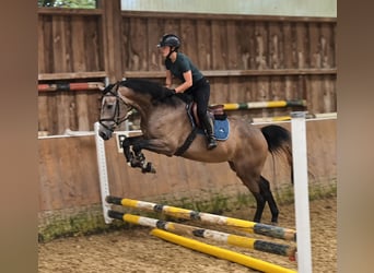 KWPN, Stute, 3 Jahre, 168 cm, Rotschimmel