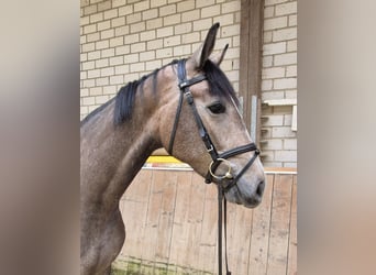 KWPN, Stute, 3 Jahre, 168 cm, Rotschimmel