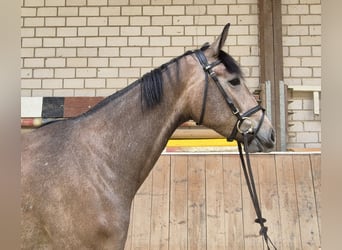 KWPN, Stute, 3 Jahre, 168 cm, Rotschimmel