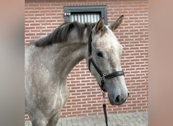 KWPN, Stute, 3 Jahre, 168 cm, White
