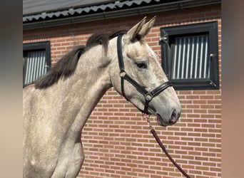 KWPN, Stute, 3 Jahre, 168 cm, White