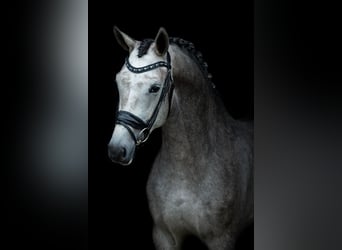 KWPN, Stute, 3 Jahre, 169 cm, Blauschimmel