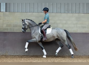KWPN, Stute, 3 Jahre, 169 cm, Blauschimmel