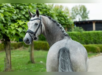 KWPN, Stute, 3 Jahre, 169 cm, Blauschimmel