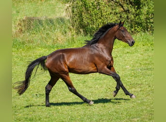 KWPN, Stute, 3 Jahre, 169 cm, Brauner