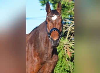 KWPN, Stute, 3 Jahre, 169 cm, Brauner