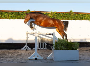 KWPN, Stute, 3 Jahre, 169 cm, Brauner