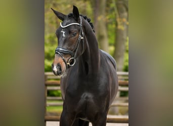 KWPN, Stute, 3 Jahre, 169 cm, Dunkelbrauner