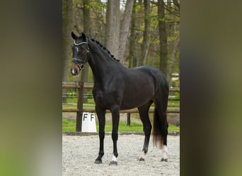 KWPN, Stute, 3 Jahre, 169 cm, Dunkelbrauner