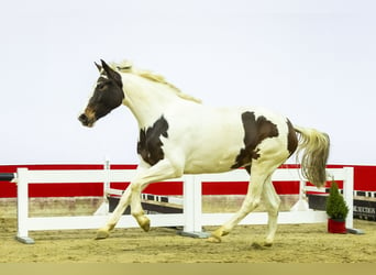 KWPN, Stute, 3 Jahre, 169 cm