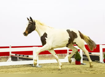 KWPN, Stute, 3 Jahre, 169 cm