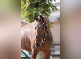 KWPN, Stute, 3 Jahre, 170 cm, Brauner