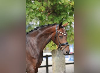 KWPN, Stute, 3 Jahre, 170 cm, Brauner