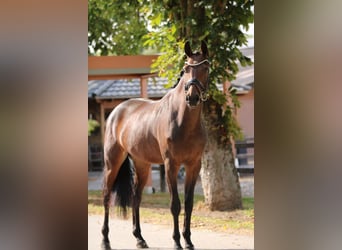 KWPN, Stute, 3 Jahre, 170 cm, Brauner