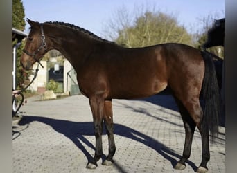 KWPN, Stute, 3 Jahre, 170 cm, Brauner