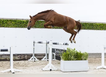 KWPN, Stute, 3 Jahre, 170 cm, Fuchs