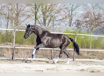 KWPN, Stute, 3 Jahre, 170 cm, Rappe