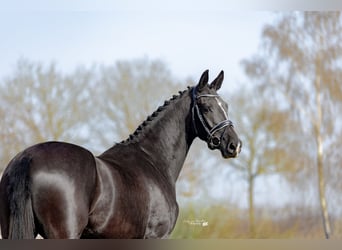 KWPN, Stute, 3 Jahre, 170 cm, Rappe