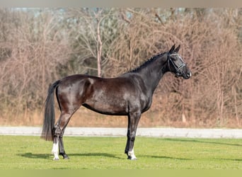 KWPN, Stute, 3 Jahre, 170 cm, Rappe