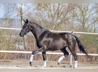 KWPN, Stute, 3 Jahre, 170 cm, Rappe