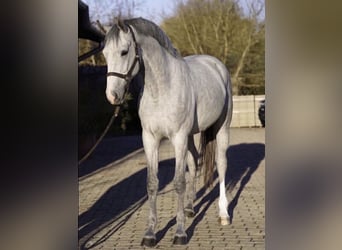 KWPN, Stute, 3 Jahre, 170 cm, Schimmel
