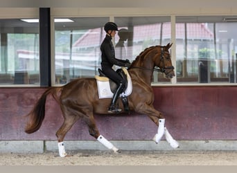 KWPN, Stute, 3 Jahre, 171 cm, Dunkelfuchs