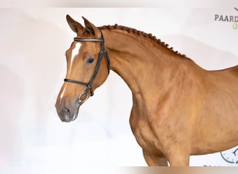 KWPN, Stute, 3 Jahre, 171 cm, Dunkelfuchs