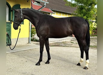 KWPN, Stute, 3 Jahre, 171 cm, Rappe