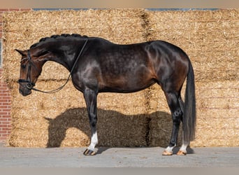 KWPN, Stute, 3 Jahre, 171 cm, Schwarzbrauner