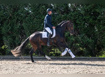 KWPN, Stute, 3 Jahre, 171 cm, Schwarzbrauner