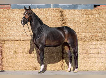 KWPN, Stute, 3 Jahre, 171 cm, Schwarzbrauner