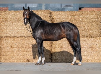KWPN, Stute, 3 Jahre, 171 cm, Schwarzbrauner