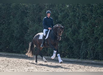 KWPN, Stute, 3 Jahre, 171 cm, Schwarzbrauner