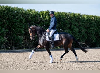 KWPN, Stute, 3 Jahre, 171 cm, Schwarzbrauner