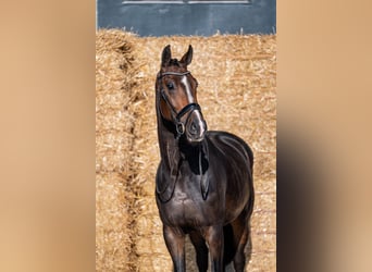 KWPN, Stute, 3 Jahre, 171 cm, Schwarzbrauner