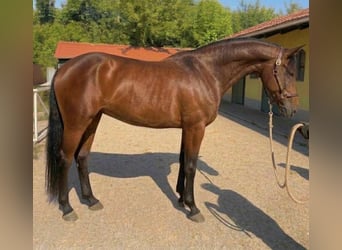 KWPN, Stute, 3 Jahre, 172 cm, Brauner