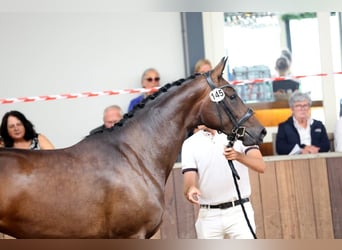 KWPN, Stute, 3 Jahre, 172 cm, Dunkelbrauner