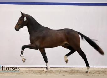 KWPN, Stute, 3 Jahre, 172 cm, Dunkelbrauner