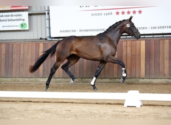 KWPN, Stute, 3 Jahre, 172 cm, Dunkelbrauner