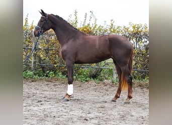 KWPN, Stute, 3 Jahre, 172 cm, Dunkelfuchs