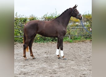 KWPN, Stute, 3 Jahre, 172 cm, Dunkelfuchs