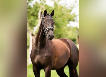 KWPN, Stute, 3 Jahre, 172 cm, Fuchs