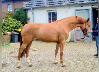 KWPN, Stute, 3 Jahre, 172 cm, Hellbrauner