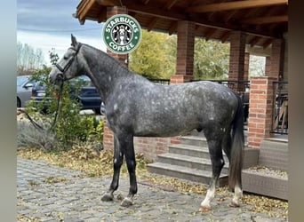 KWPN, Stute, 3 Jahre, 172 cm, Schimmel