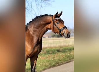KWPN, Stute, 3 Jahre, 173 cm, Brauner